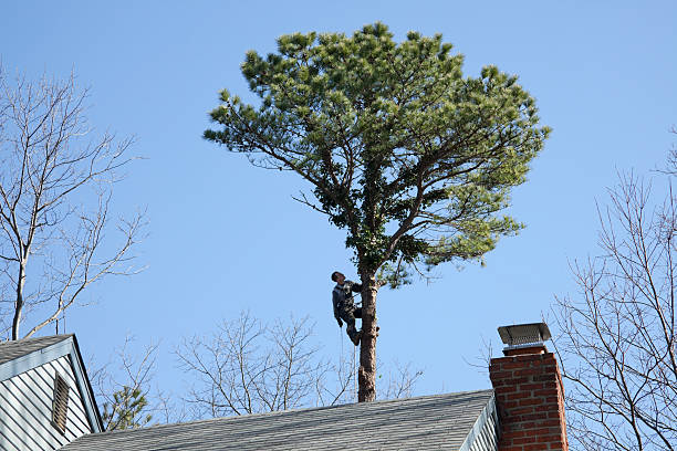 Lillington, NC Tree Care Company